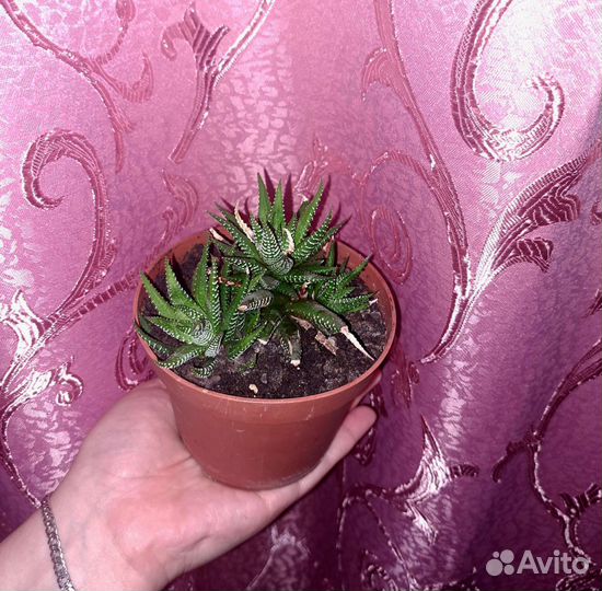 Комнатные цветы