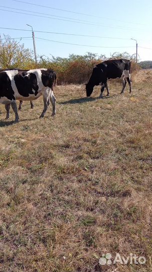 Коровы и телки стельные