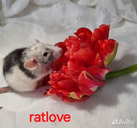 Крысята дамбо девочки