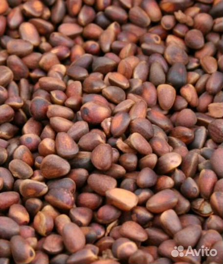 Кедровый орех