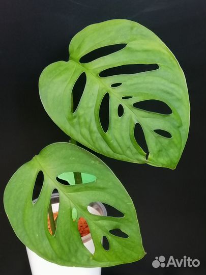 Монстера, Esqueleto (Эскилето /Эскулето)