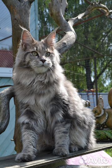 Котята мейн-кун