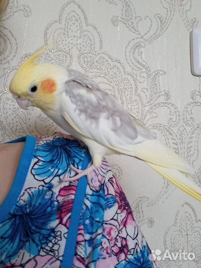 Попугай корелла