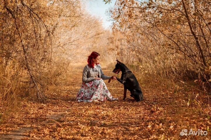 Фотосессия с доберманом