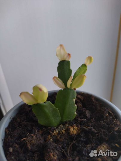 Комнатные растения