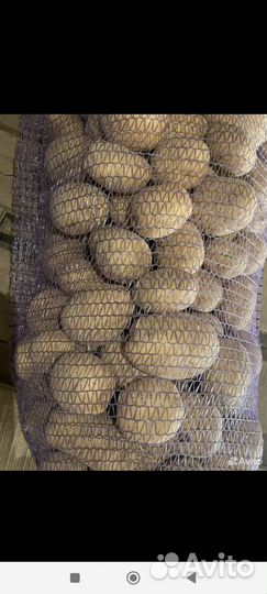 Продам картофель домашний