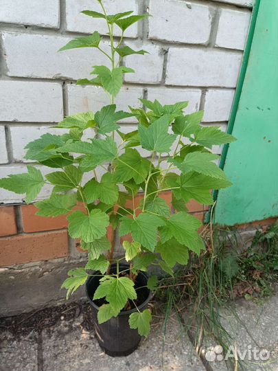 Саженцы черной смородины