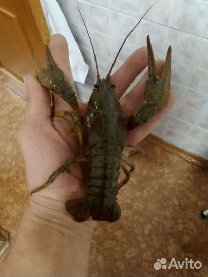 Живые, Башкирские раки