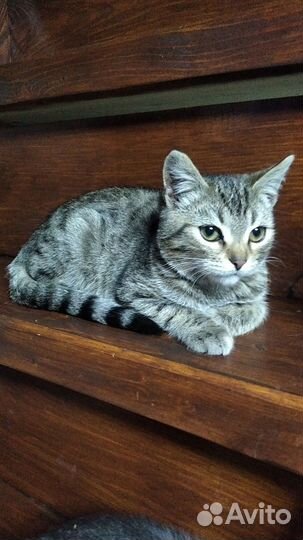 Котята в хорошие руки