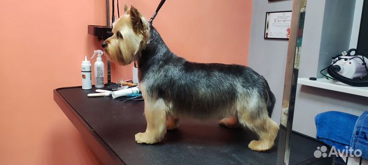 Курсы по обучению груминга. Стрижки собак