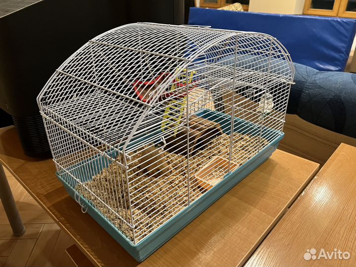 Сирийский хомяк бесплатно