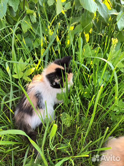 Котята в добрые руки бесплатно