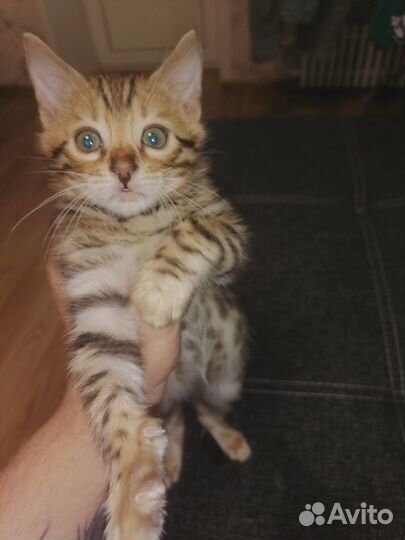 Бенгальский котенок мальчик
