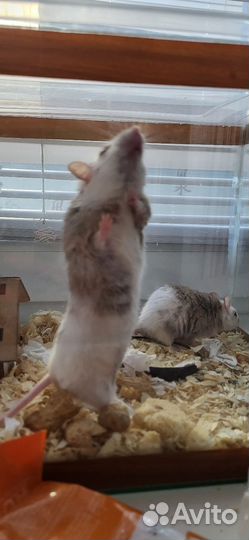 Мышь мастомис