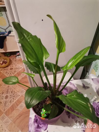 Цветок Женское счастье