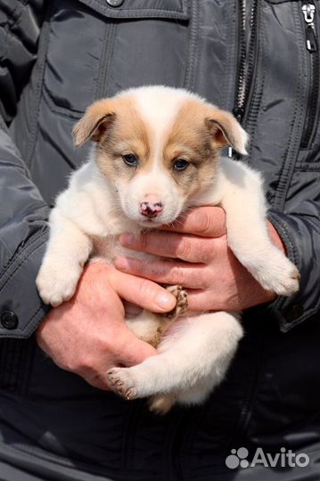 Щенок беспостно