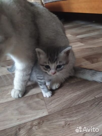 Шотландские котята