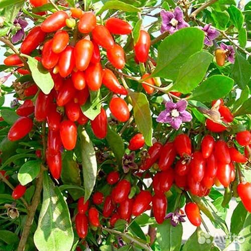 Саженцы годжи 2-х летки