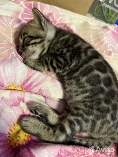 Бенгальские котята