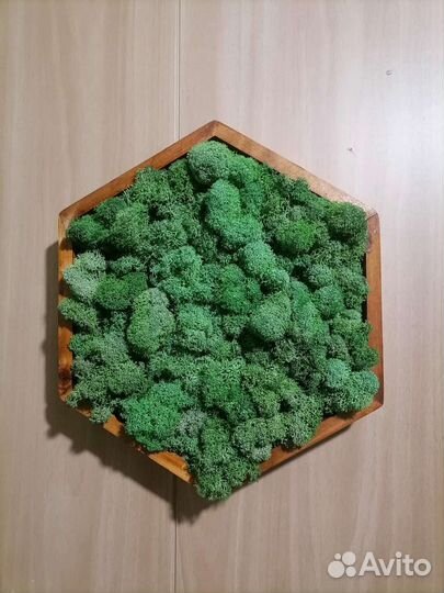 Стабилизированный мох