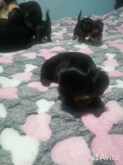 Йоркширский терьер щенки