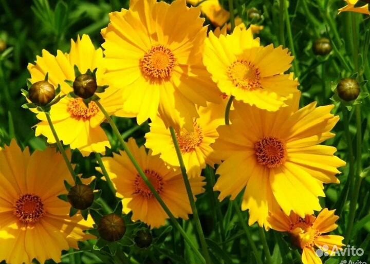 Многолетники