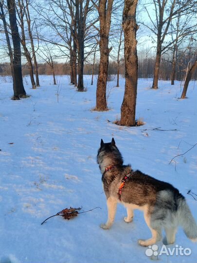 Выгул собак
