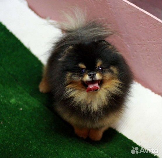 Без предоплаты.Детки померанский шпиц беби фейс