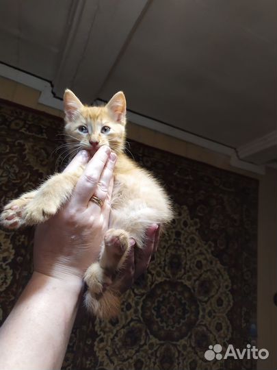 Солнечный котик