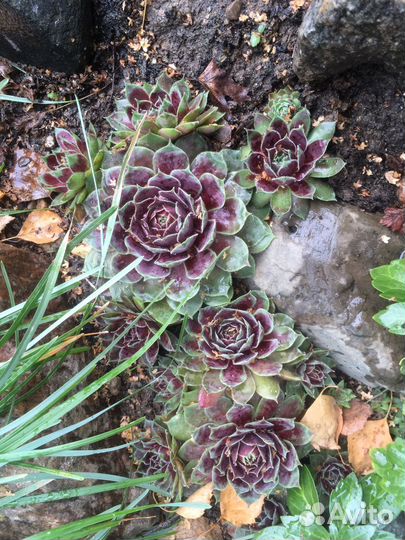 Молодило каменная роза