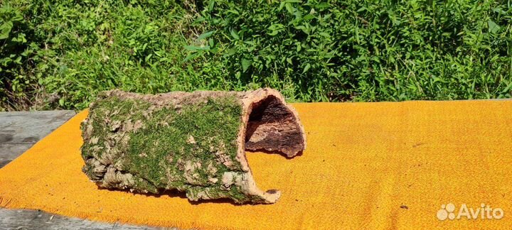 Кора пробкового дуба