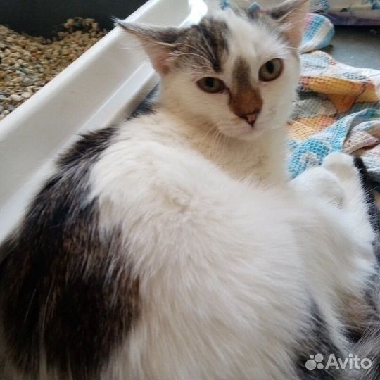 Кошечка Сонечка