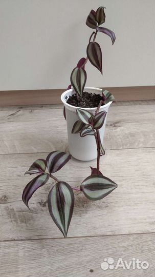 Традесканция