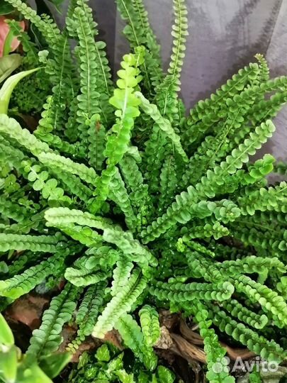 Сингониум, фикус, растения, цветы