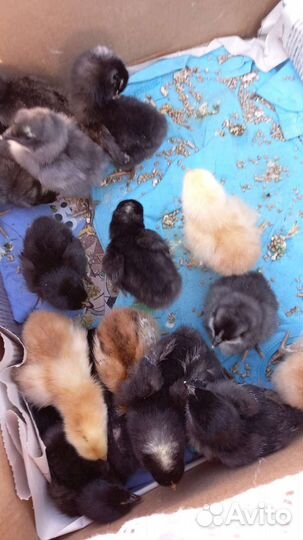 Цыплята суточные несушки