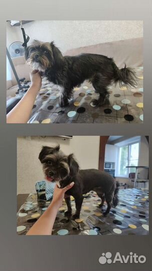 Груминг, услуги грумера, стрижка собак и кошек