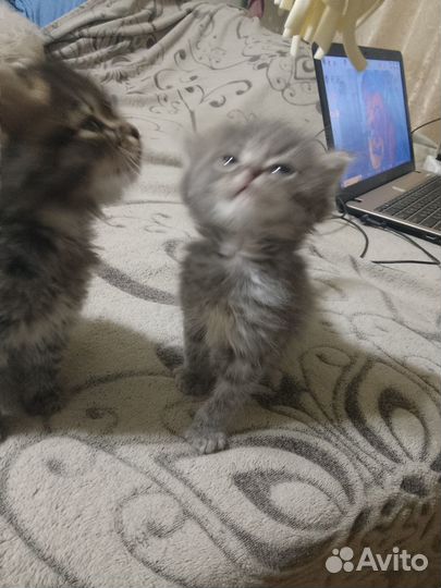 Отдам в добрые руки котят