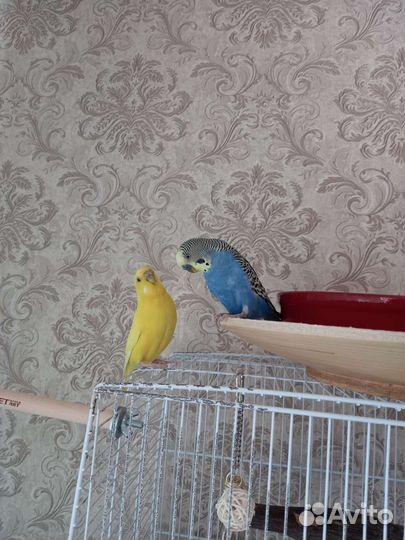 Волнистый попугай пара