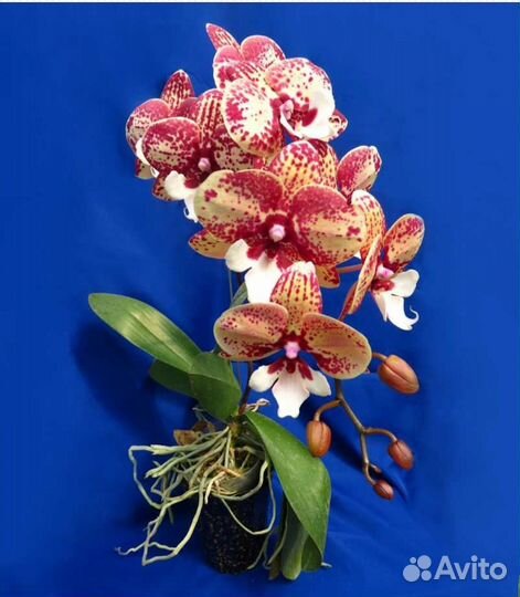 Орхидея фаленопсис биг лип подростки нецветущие