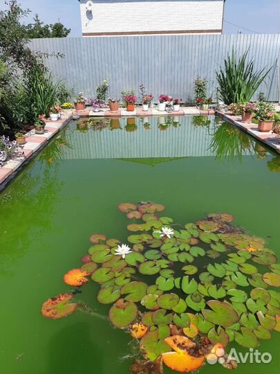 Водяные лилии для пруда