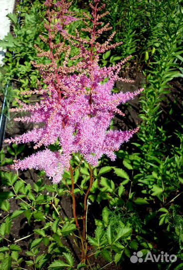 Садовые цветы Астильбы
