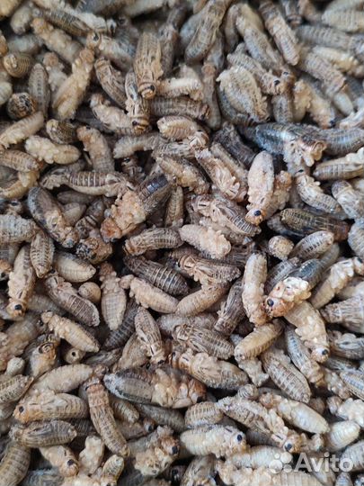 Замороженные сверчки