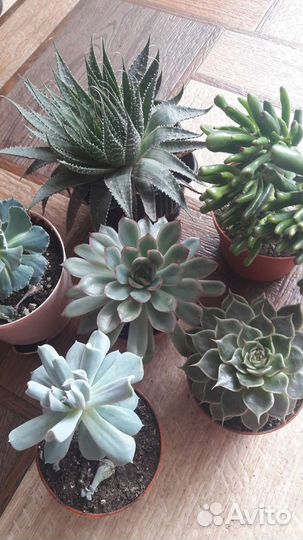 Кактус и суккуленты