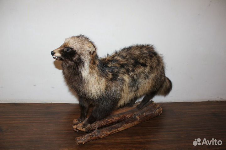 Чучела животных и птиц