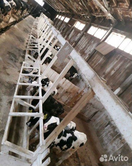 Продаю телят