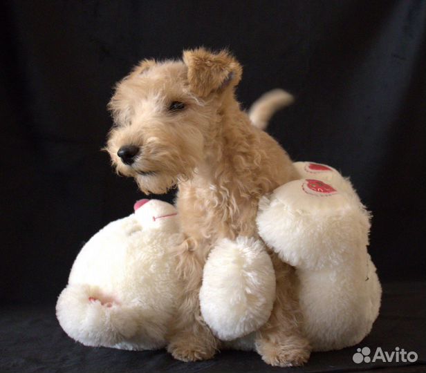 Лейкленд терьер