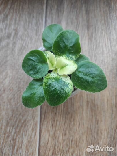 Сортовые фиалки (детки)