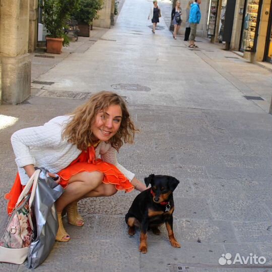 Догситтер передержка собак прогулки с собаками