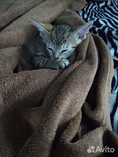 Абиссинские котята