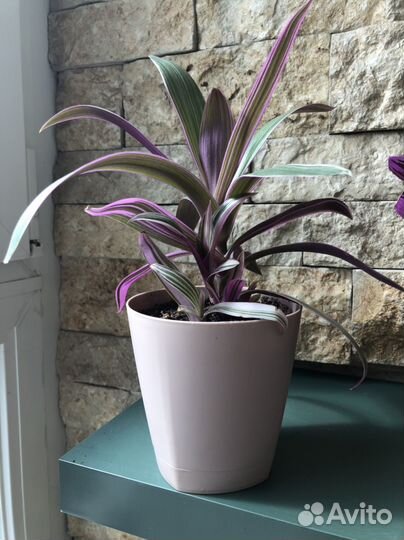 Традесканция Рео